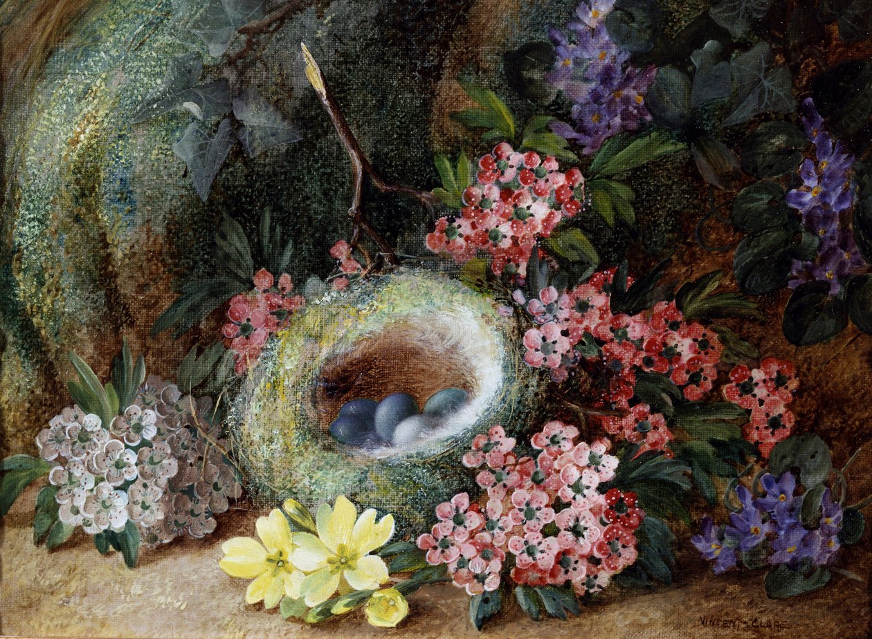 Nido di uccelli con fiori e primule. Dipinto di Vincent Clare (1855-1930 circa) Collezione privata. da Vincent Clare