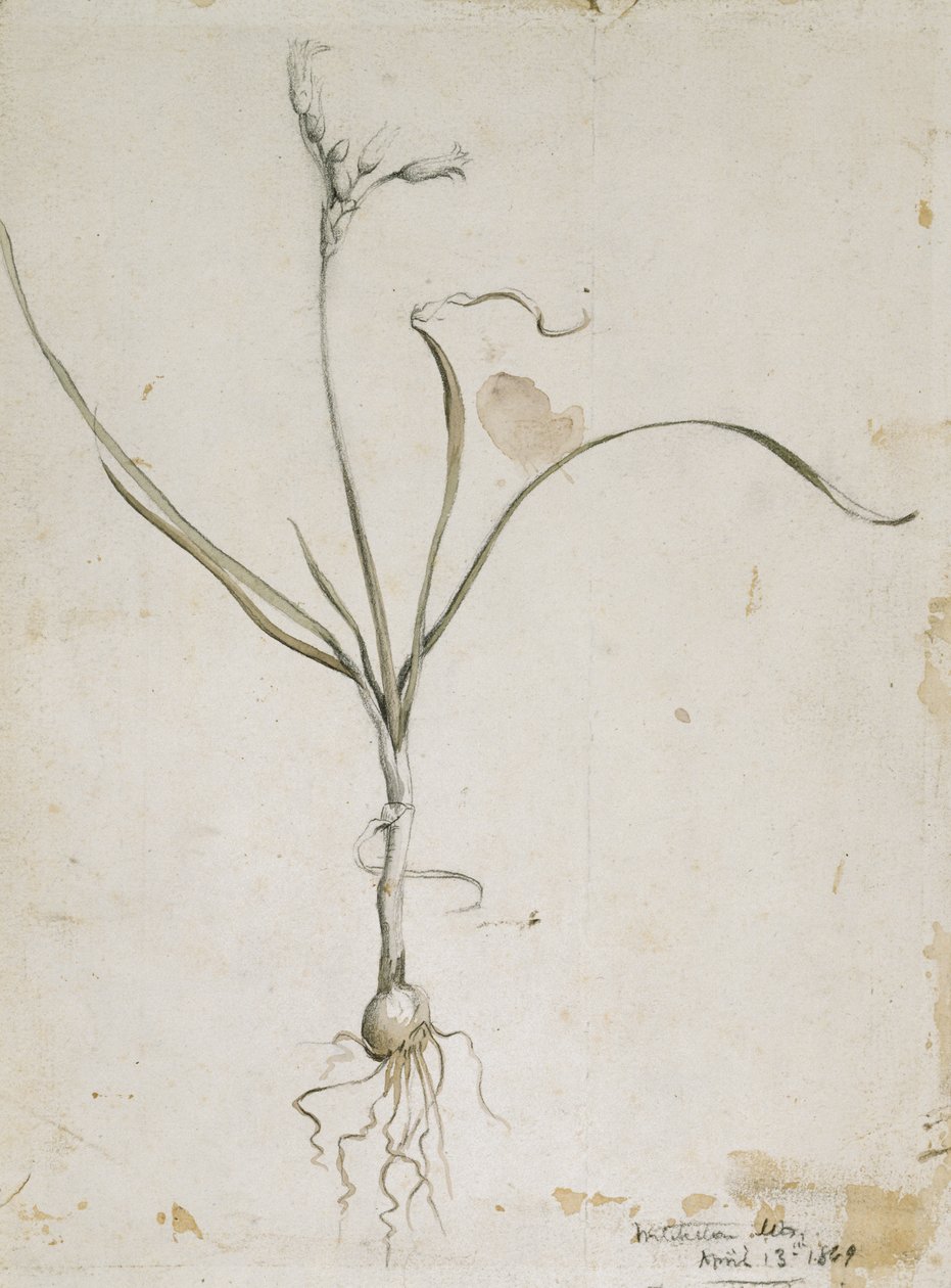 Fiore e bulbo, Monti Wichita, 13 aprile 1869 da Vincent Colyer
