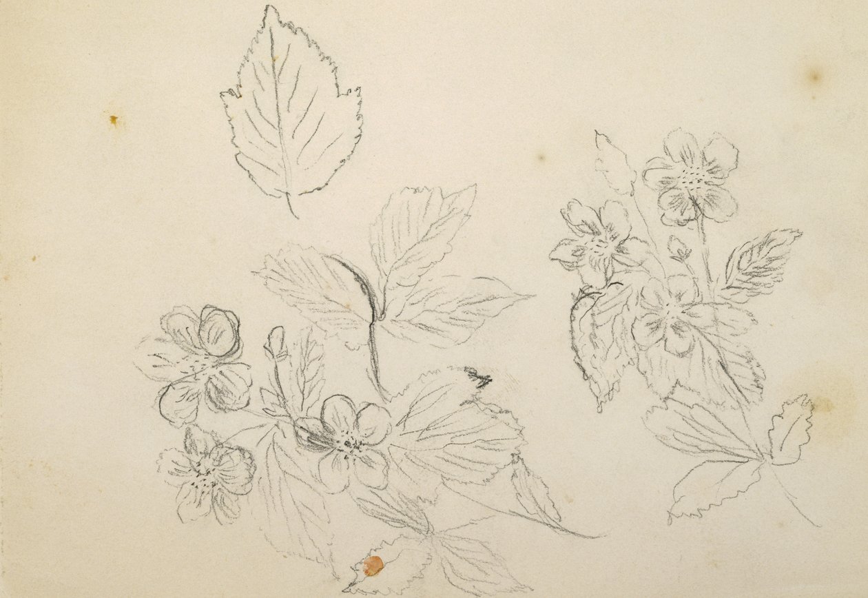 Recto: Studio di fiori, 1869-1871 da Vincent Colyer