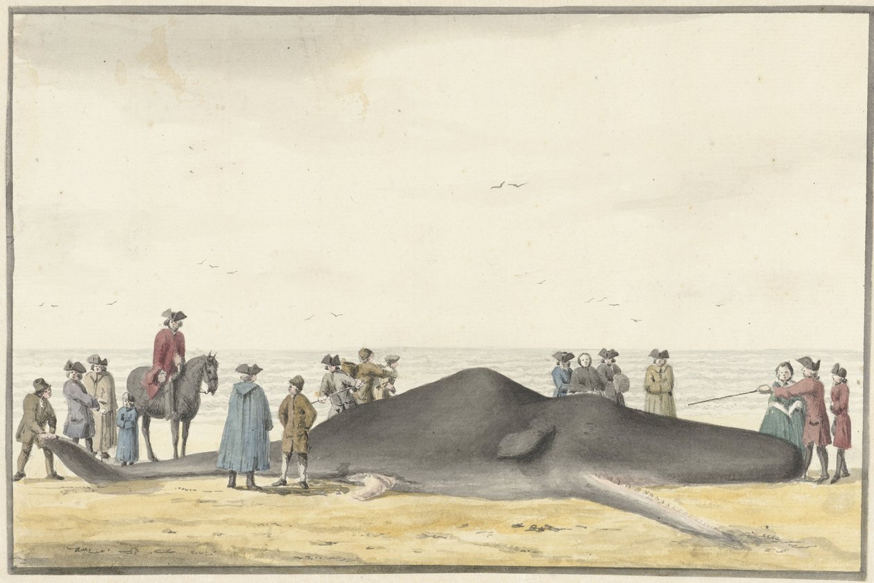 Capodoglio arenato sulla spiaggia tra Zandvoort e Wijk aan Zee, 20 febbraio 1762, visto di fronte da Vincent Jansz. van der Vinne