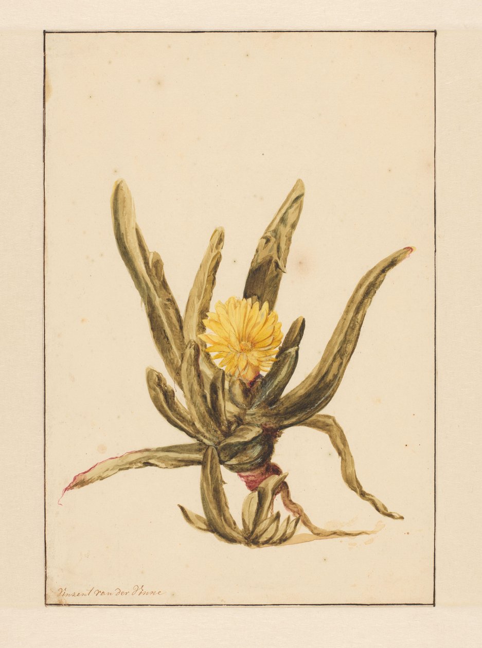 Erba ghiacciata con fiori gialli da Vincent Jansz. van der Vinne