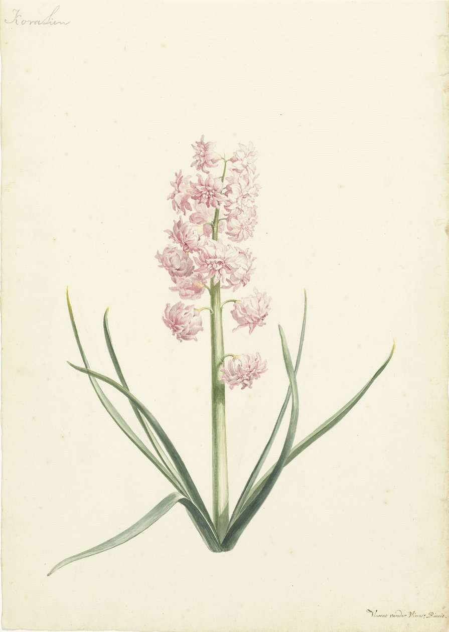 Giacinto Corallino da Vincent Laurensz. van der Vinne (II)