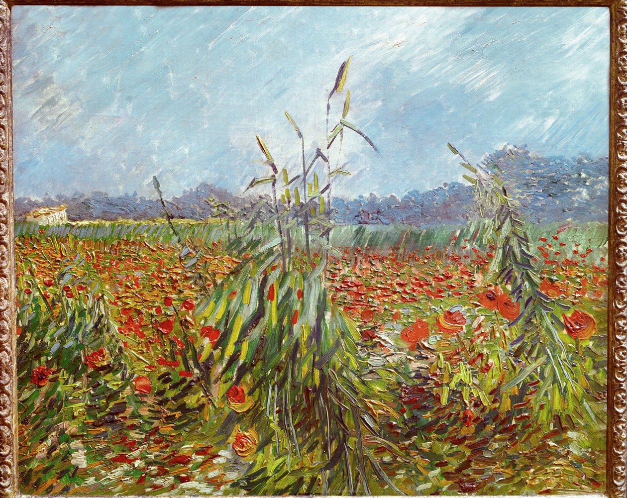 Campi di grano e papaveri (olio su tela) da Vincent van Gogh