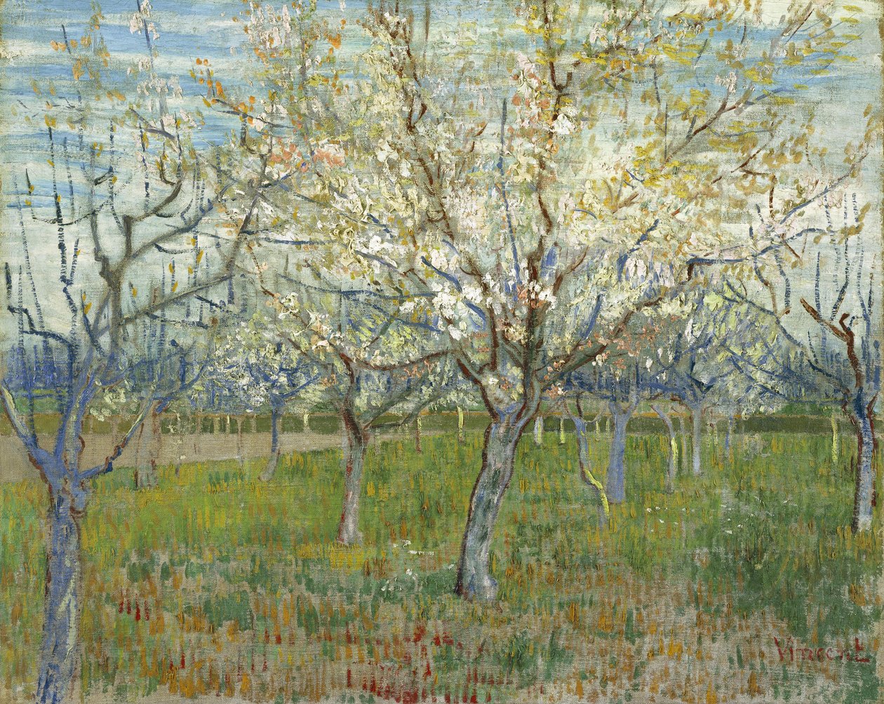 Il frutteto rosa, detto anche Frutteto con albicocchi in fiore da Vincent van Gogh