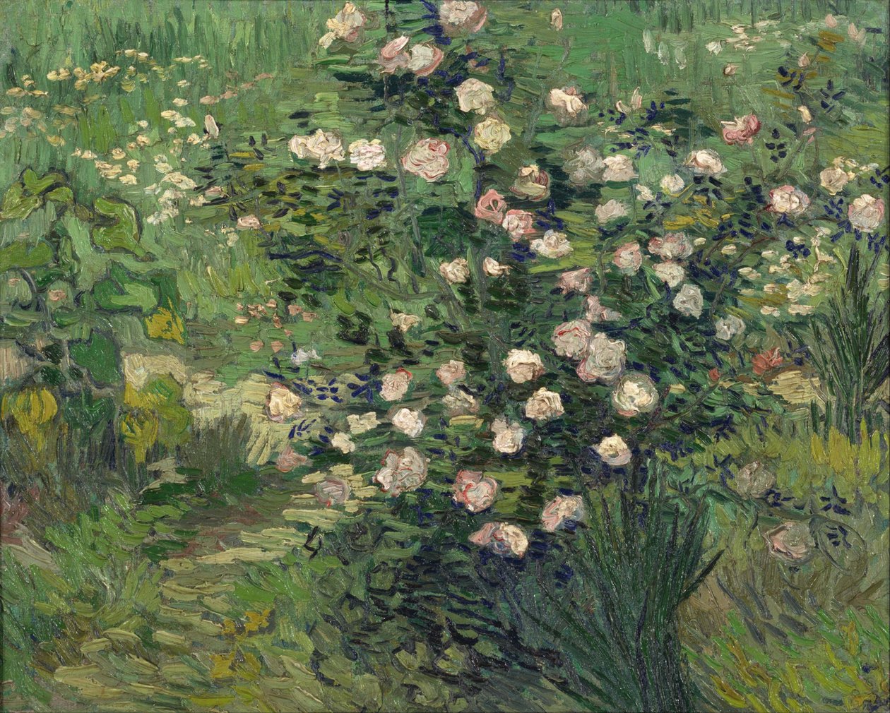 Rosa da Vincent van Gogh
