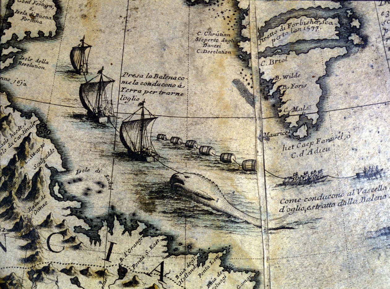 Caccia alla balena: la balena viene portata a riva per estrarre l
