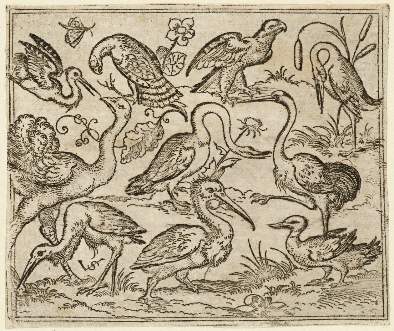 Struzzo sul lato sinistro con altri nove uccelli, tra cui un airone e un pellicano, 1557 da Virgil Solis