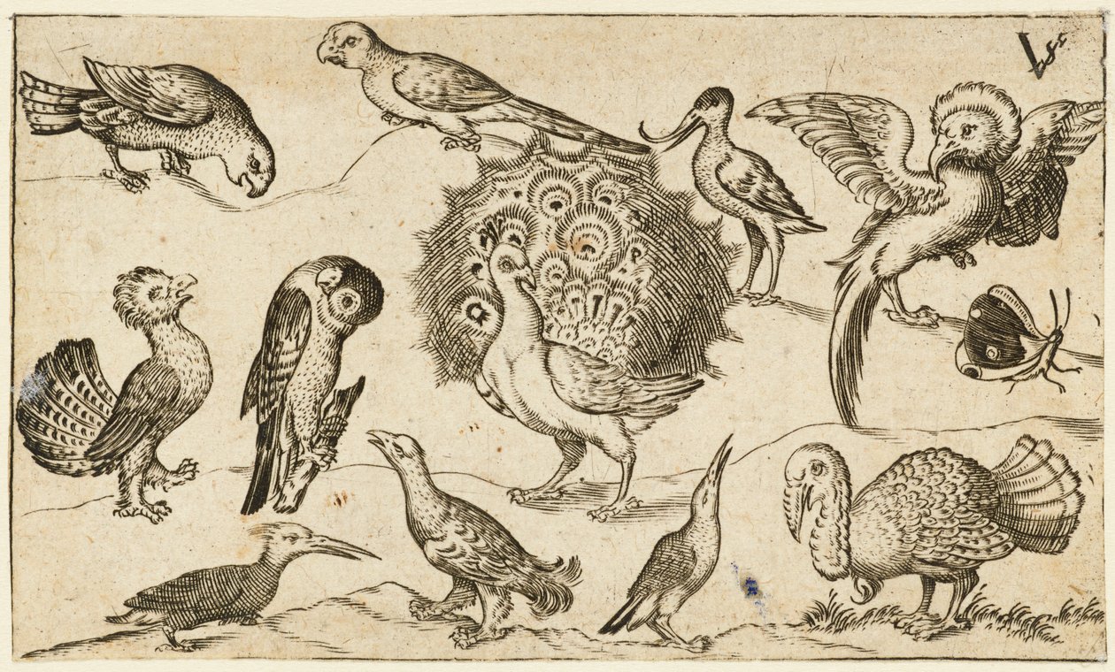 Pavone al centro circondato da altri nove uccelli, tra cui un tacchino, e una farfalla, 1572 da Virgil Solis