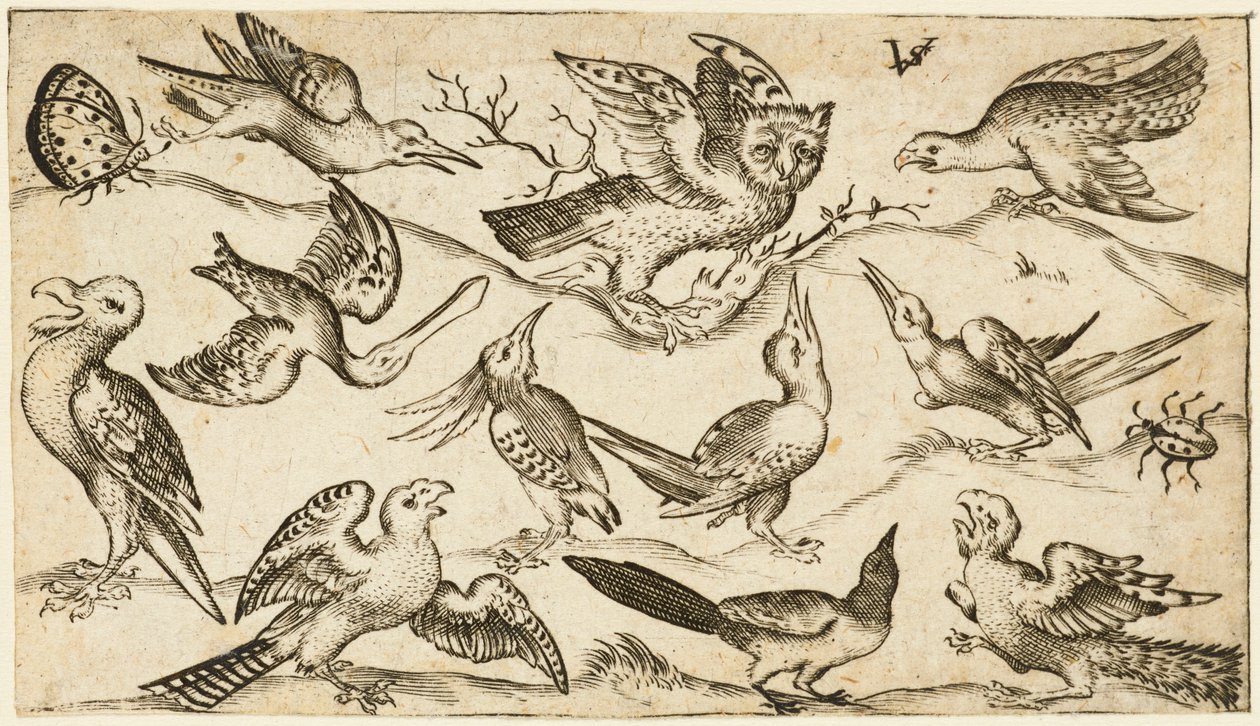 Undici uccelli e due insetti su terreno minimo con gufo con ali spiegate seduto su un ramo al centro con altri uccelli che circondano e prendono in giro il gufo, da Douce Ornament Prints Album I, dopo il 1572 da Virgilius the elder (after) Solis