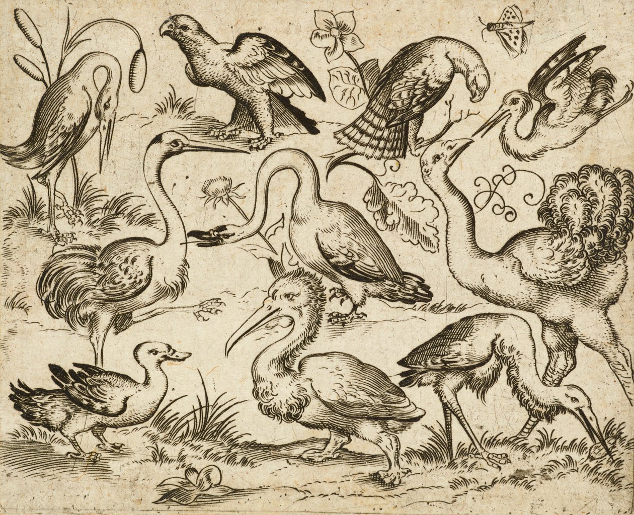 Struzzo a sinistra con altri nove uccelli, tra cui un airone e un pellicano, su un terreno minimale con macchie di fogliame, da Douce Ornament Prints Album I da Virgilius the elder (after) Solis