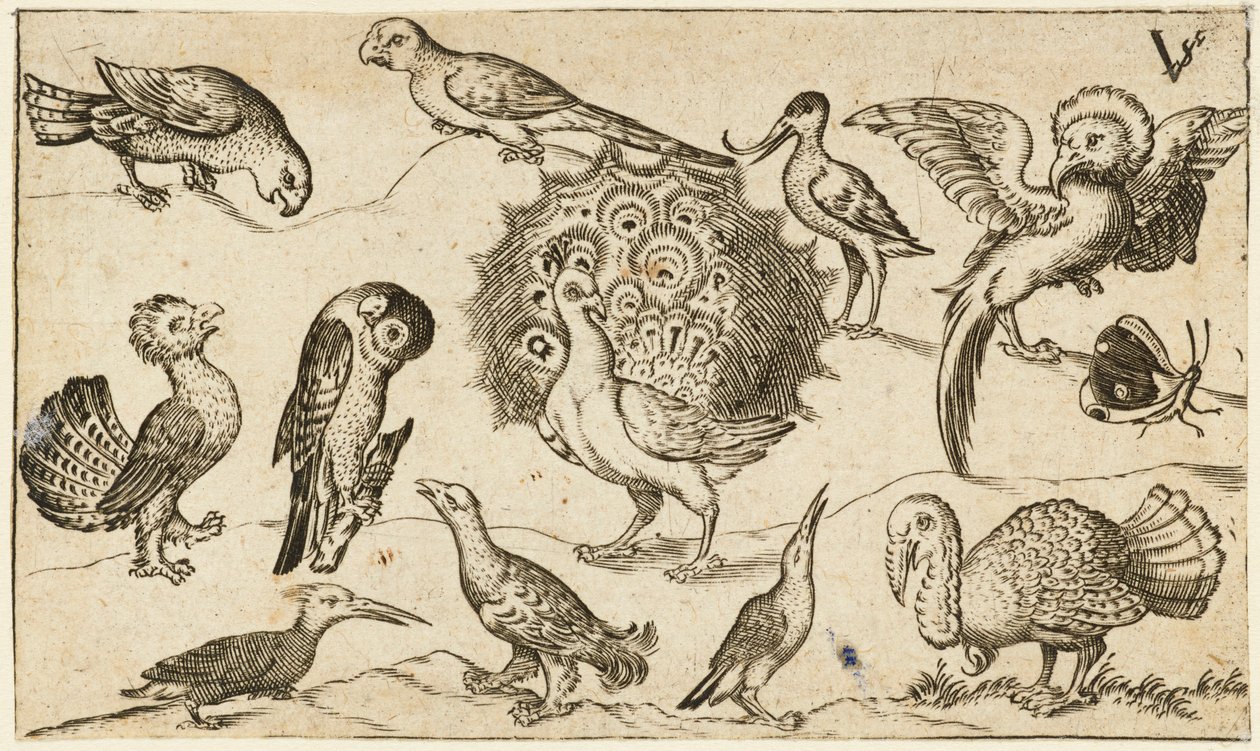 Pavone al centro circondato da altri nove uccelli, tra cui un tacchino, e una farfalla su un terreno minimale con una piccola macchia di erba, da Douce Ornament Prints Album I da Virgilius the elder (after) Solis