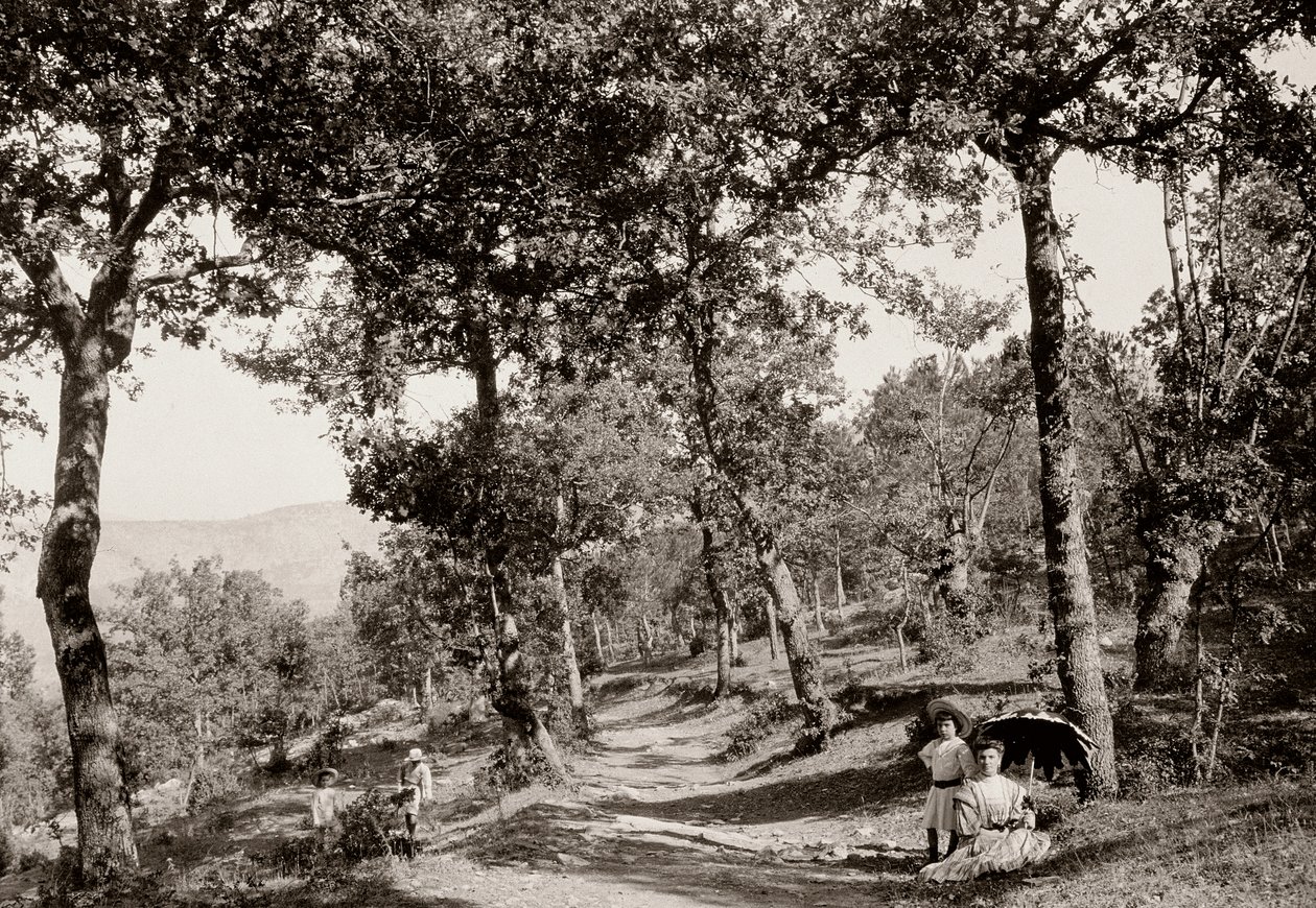 Passeggiata nella foresta da Vittorio Alinari