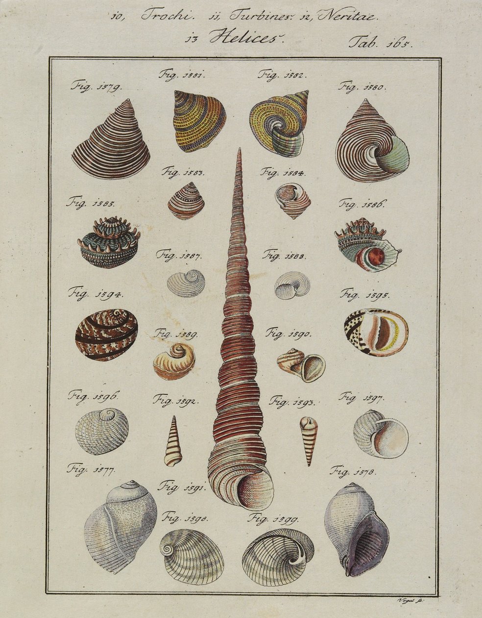 Conchiglie marine: Trochi, Turbines, Neritae Helices, da Neues Systematisches Conchylien-Cabinet da Vogel