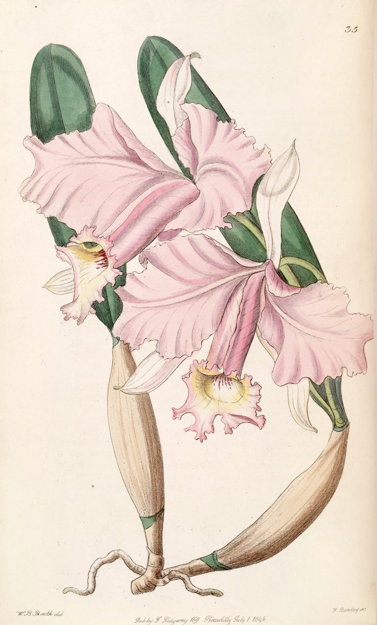 Cattleya labiata (come sin. Cattleya lemoniana) da W. B. Booth