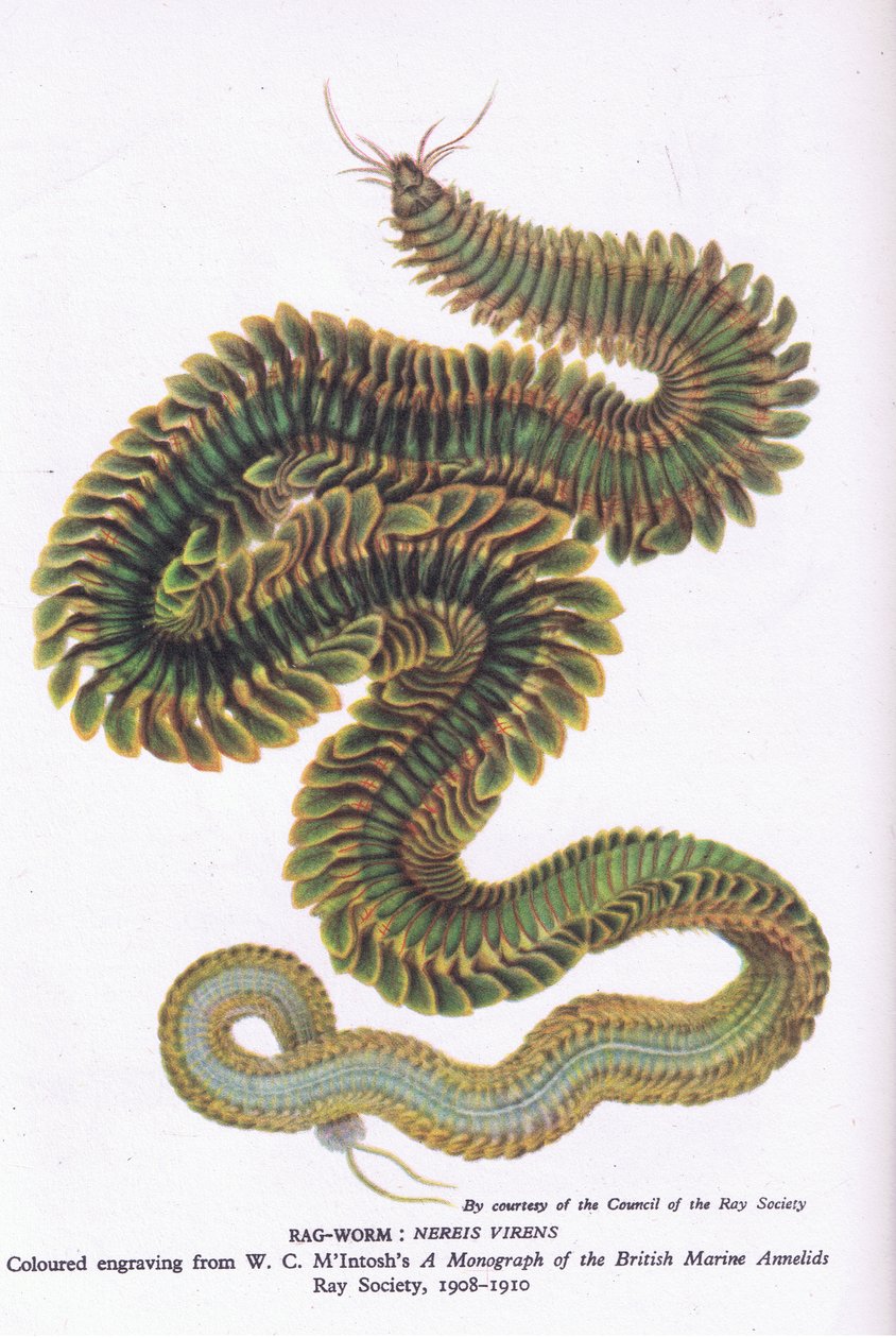 Verme policheto, Natura in Gran Bretagna pubblicata da Collins, 1946 da W. C. McIntosh