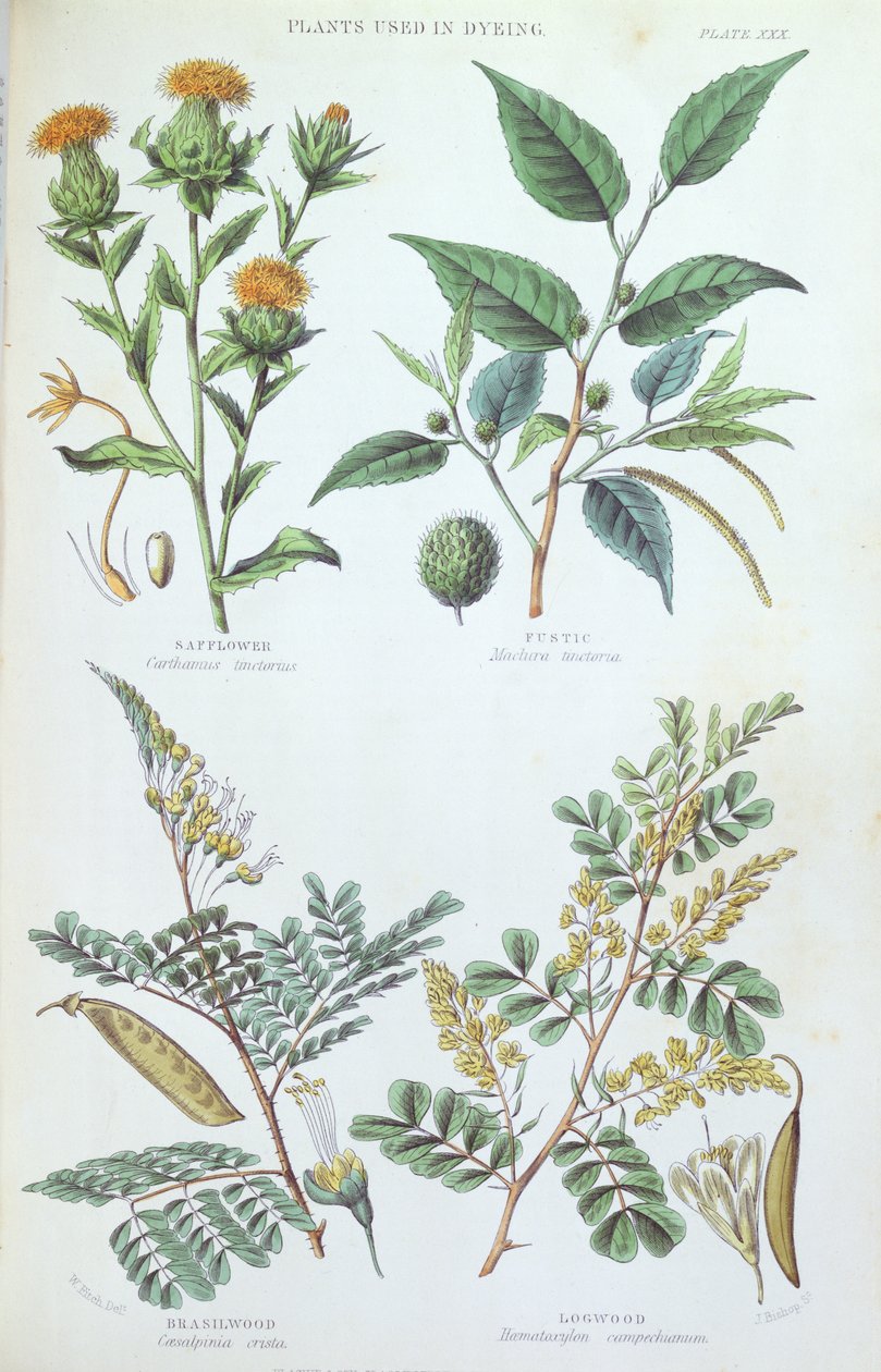 Piante usate nella tintura, tavola da uno studio botanico, inciso da J. Bishop, 1872 da W. Fitch