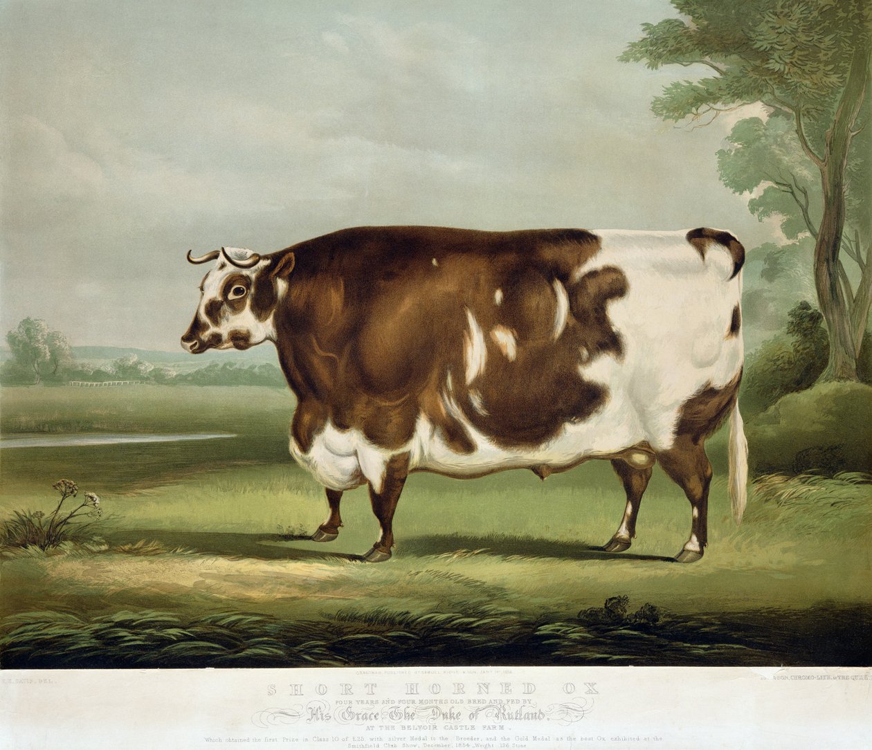 Un bue a corna corte, inciso da John Day, 1856 da W.H. Davis