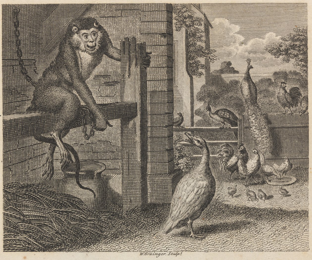 Il babbuino e il pollame da W. Grainger