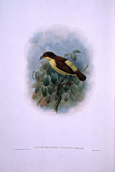 Loboparadisea serica, Uccello del Paradiso dal becco d