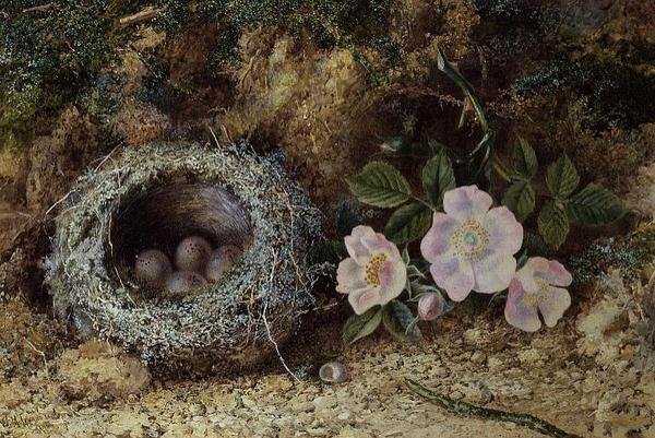 Nido di uccelli e rose canine da W. M. Arundale