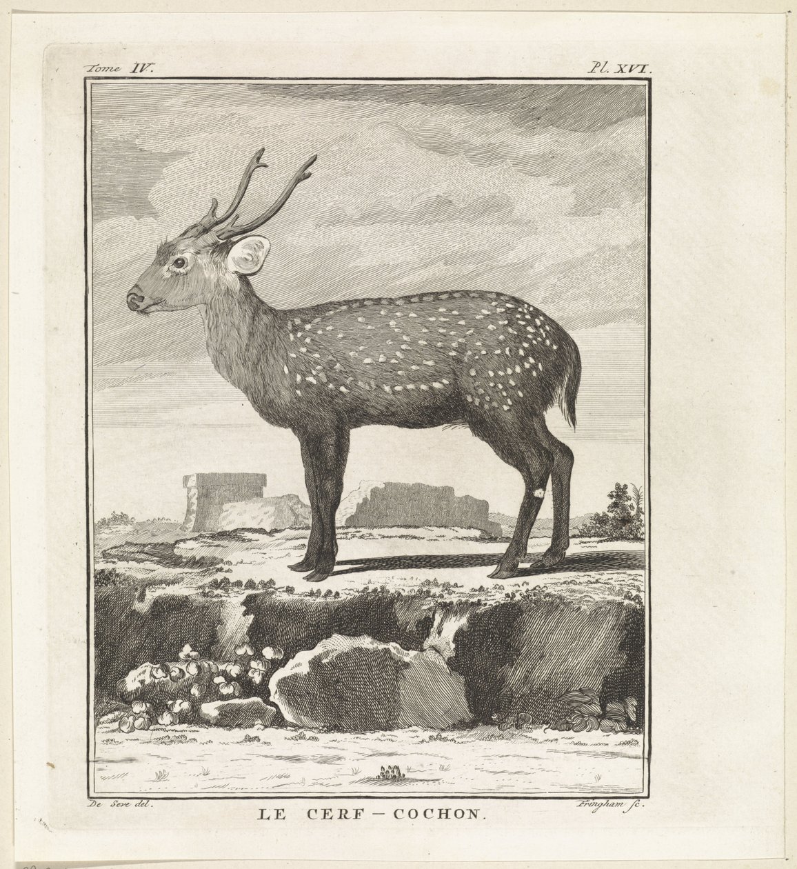 Cervo da W. Tringham