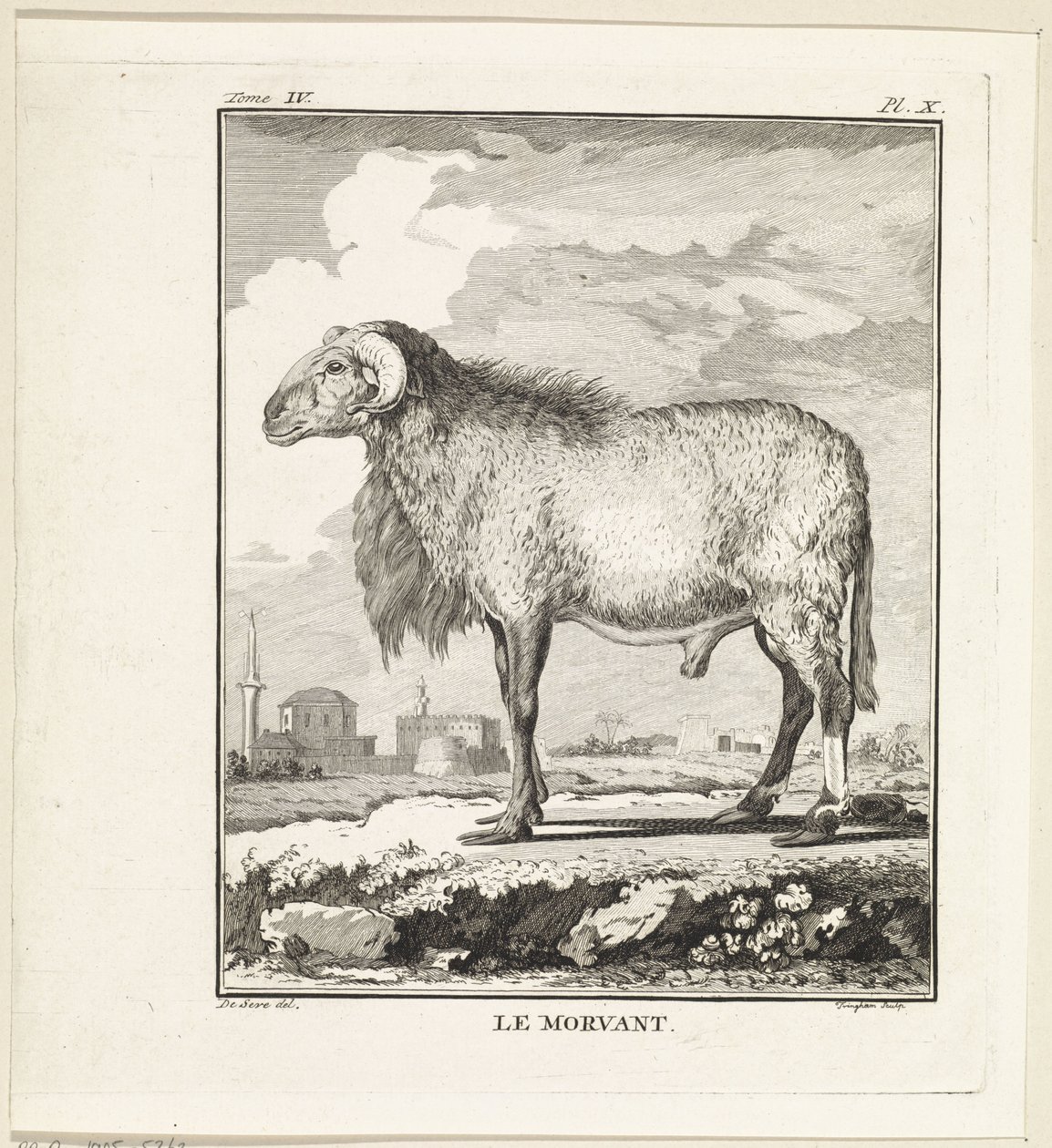 Ariete da W. Tringham