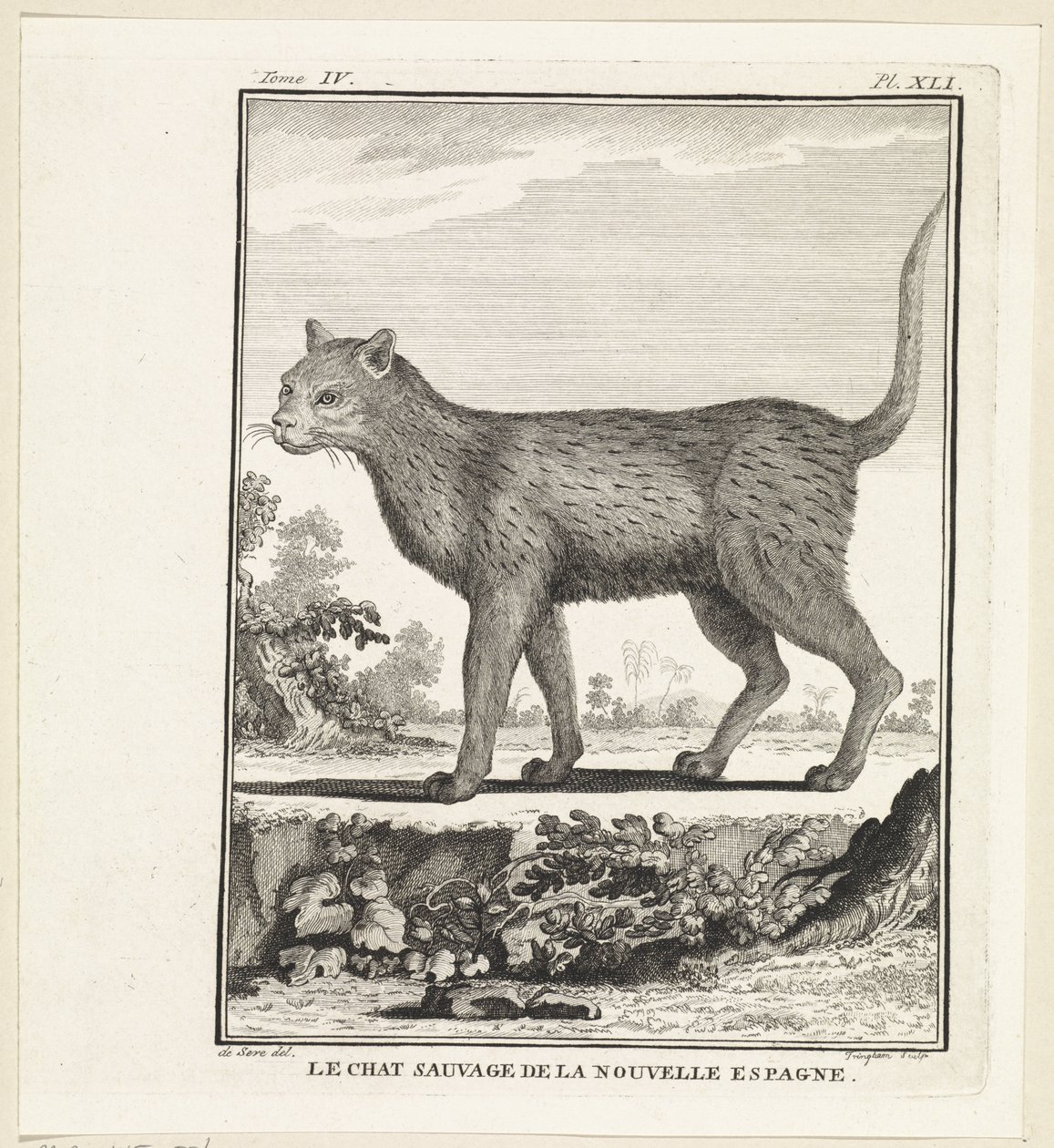 Gatto selvatico da W. Tringham