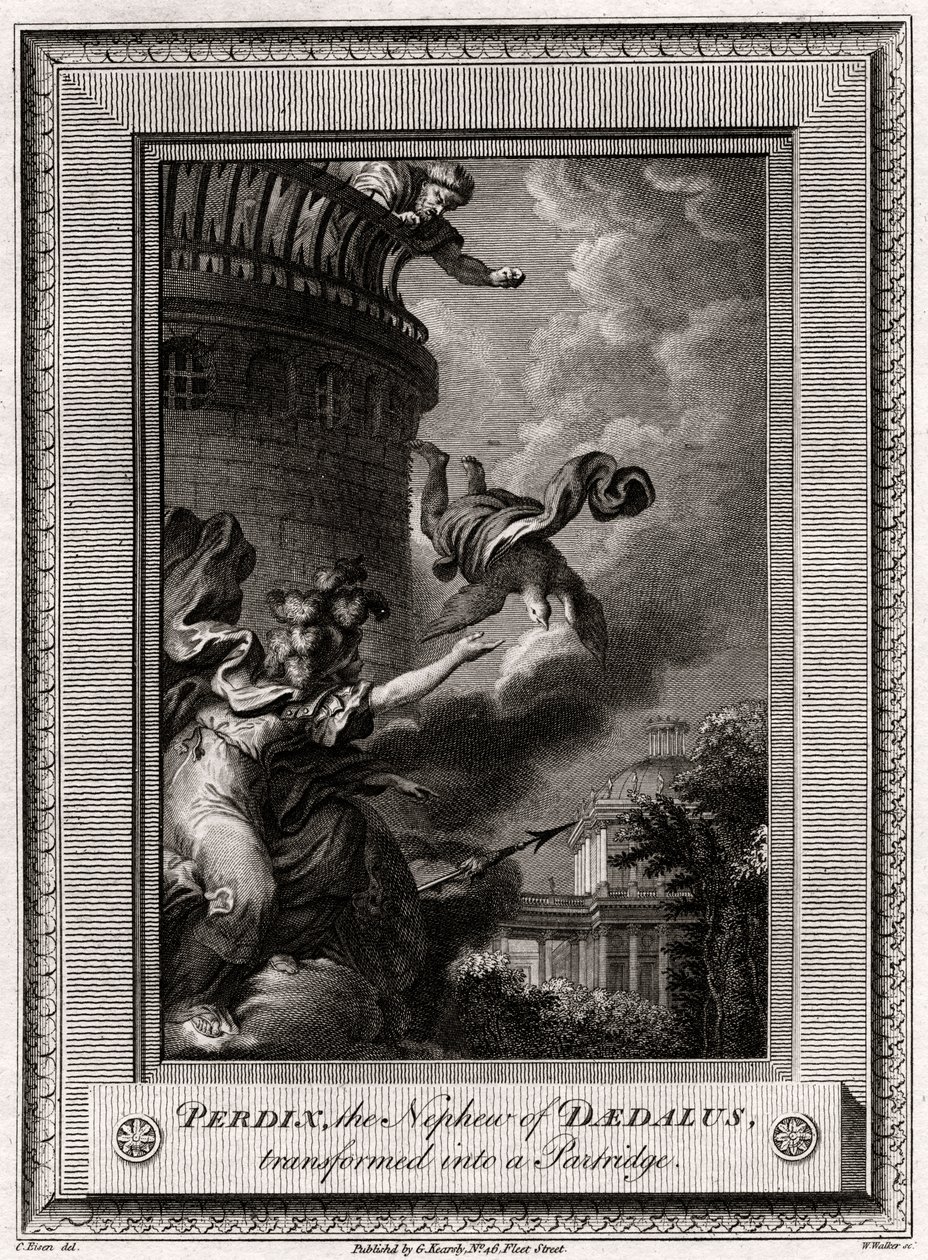 Perdix, il nipote di Dedalo, trasformato in una pernice da W. Walker