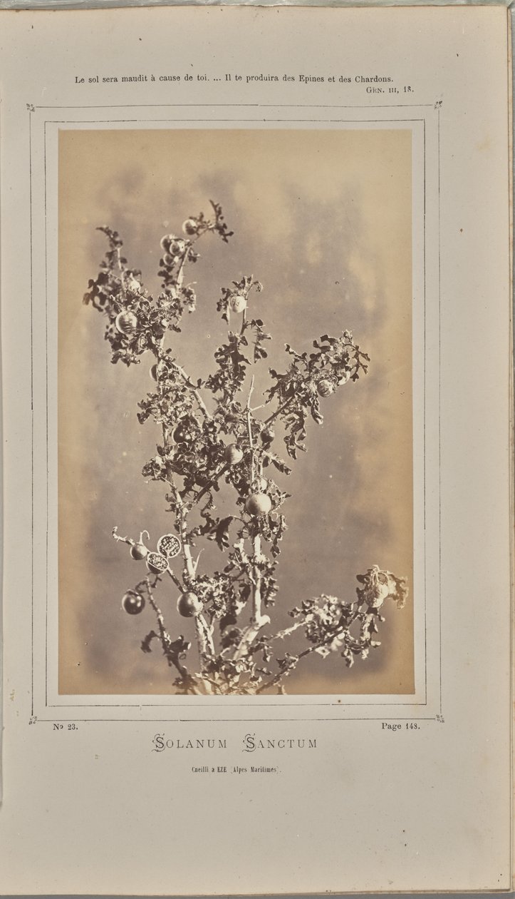 Solanum sanctum, cuelli a Èze (Alpi Marittime) da W. de Bray