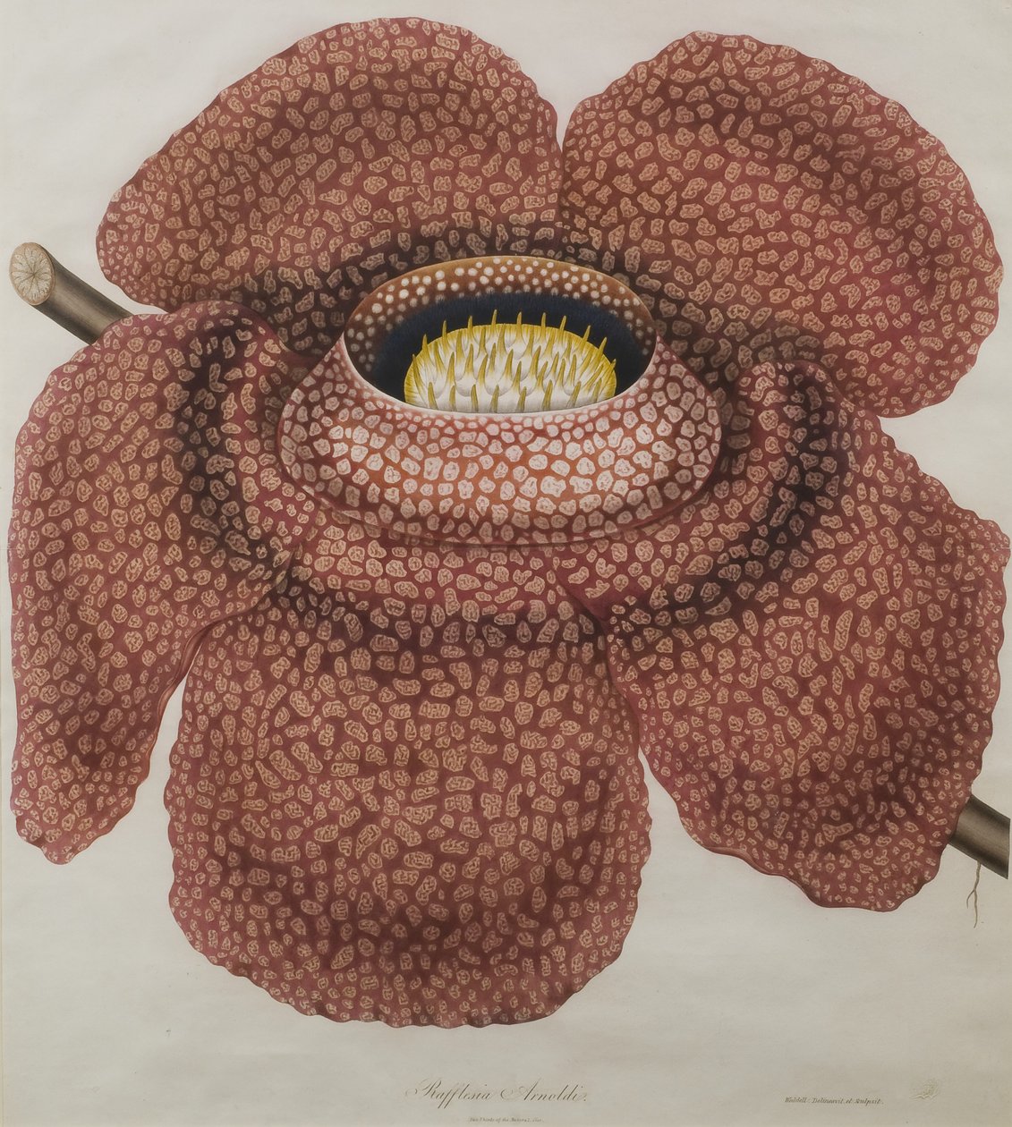 Fiore di Rafflesia arnoldii da Waldell