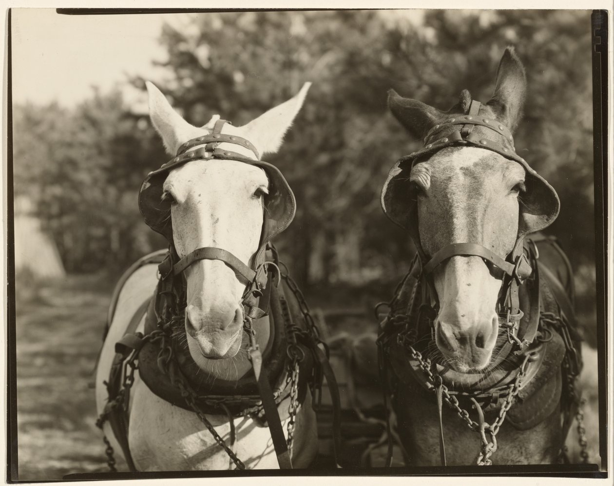 [Due Muli, Contea di Hale, Alabama] da Walker Evans