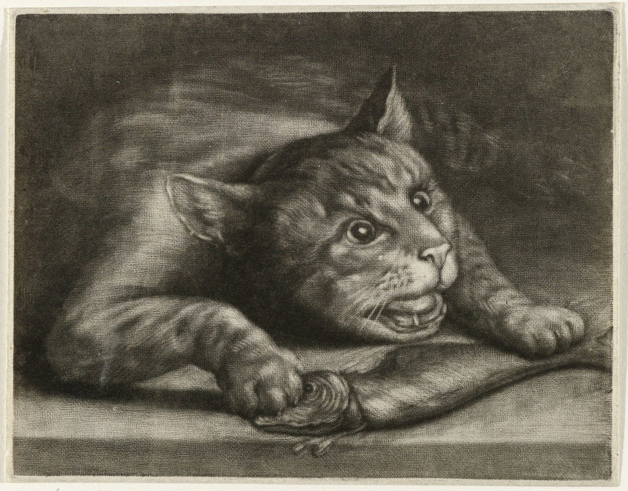 Gatto con un pesce da Wallerant Vaillant