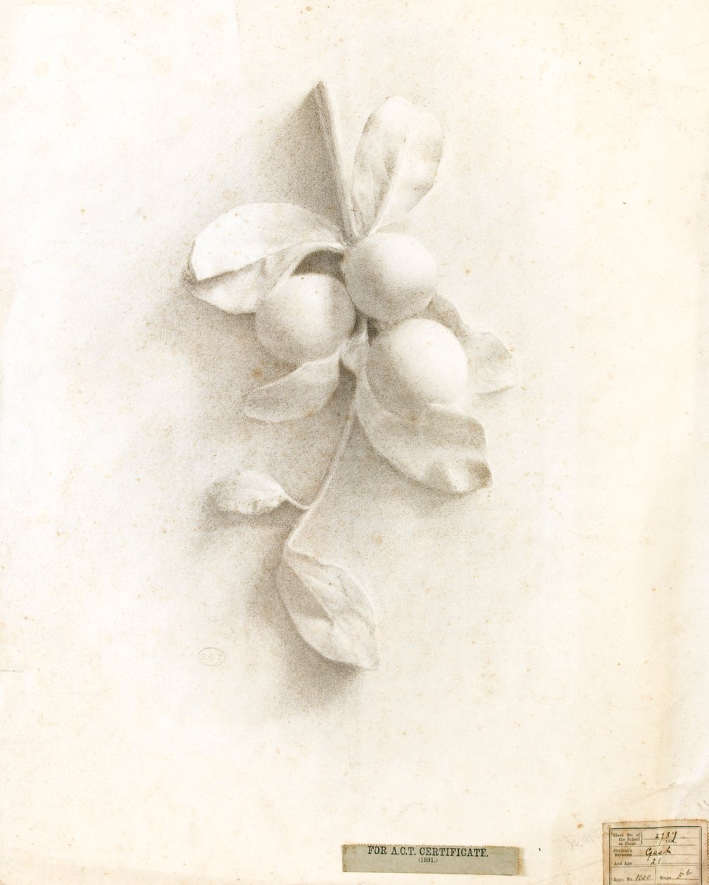 Disegno di prugne da un calco in rilievo da Walter Bonner Gash