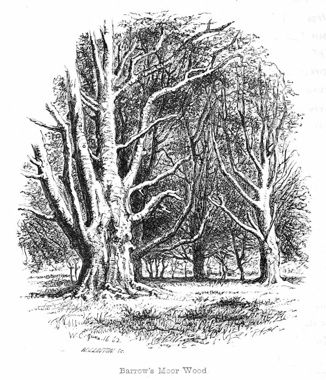 Tumuli a Moor Wood da Walter Crane