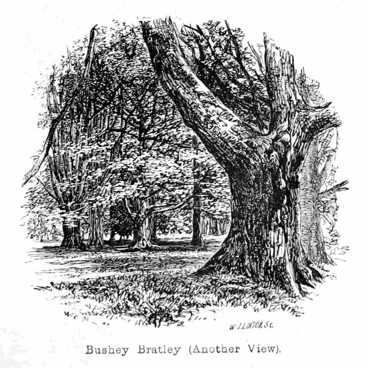 Bushey Bratley da Walter Crane