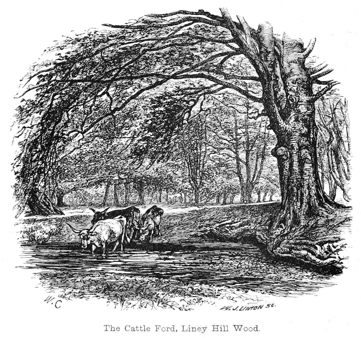 Il Guado del Bestiame, Bosco di Liney Hill da Walter Crane