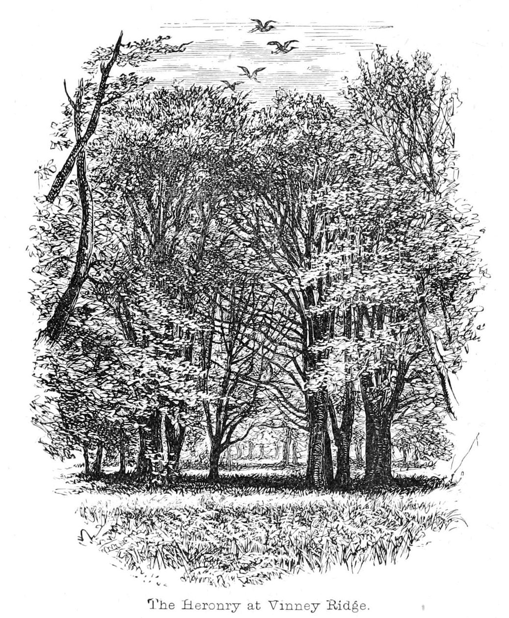 La garzaia a Vinney Ridge da Walter Crane