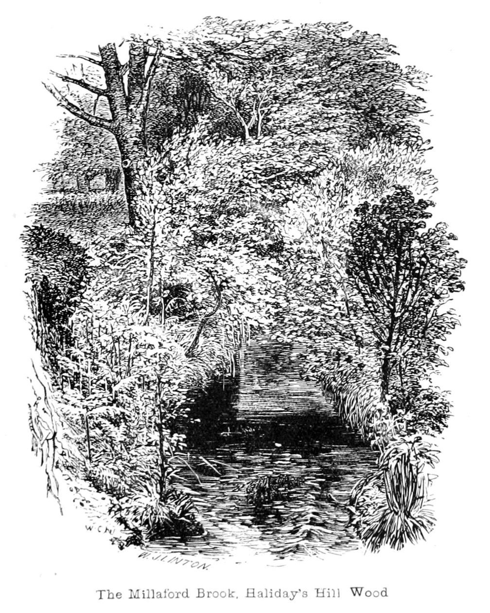 Il Ruscello di Millaford, Bosco di Halidays Hill da Walter Crane