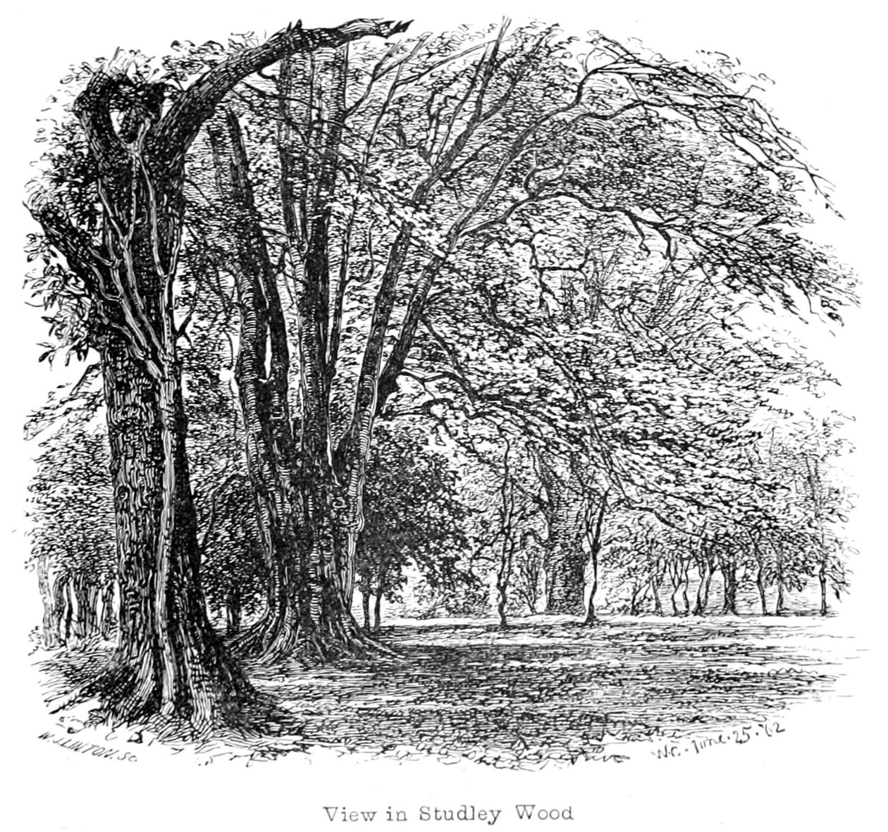 La Nuova Foresta, la sua storia e il suo paesaggio da Walter Crane