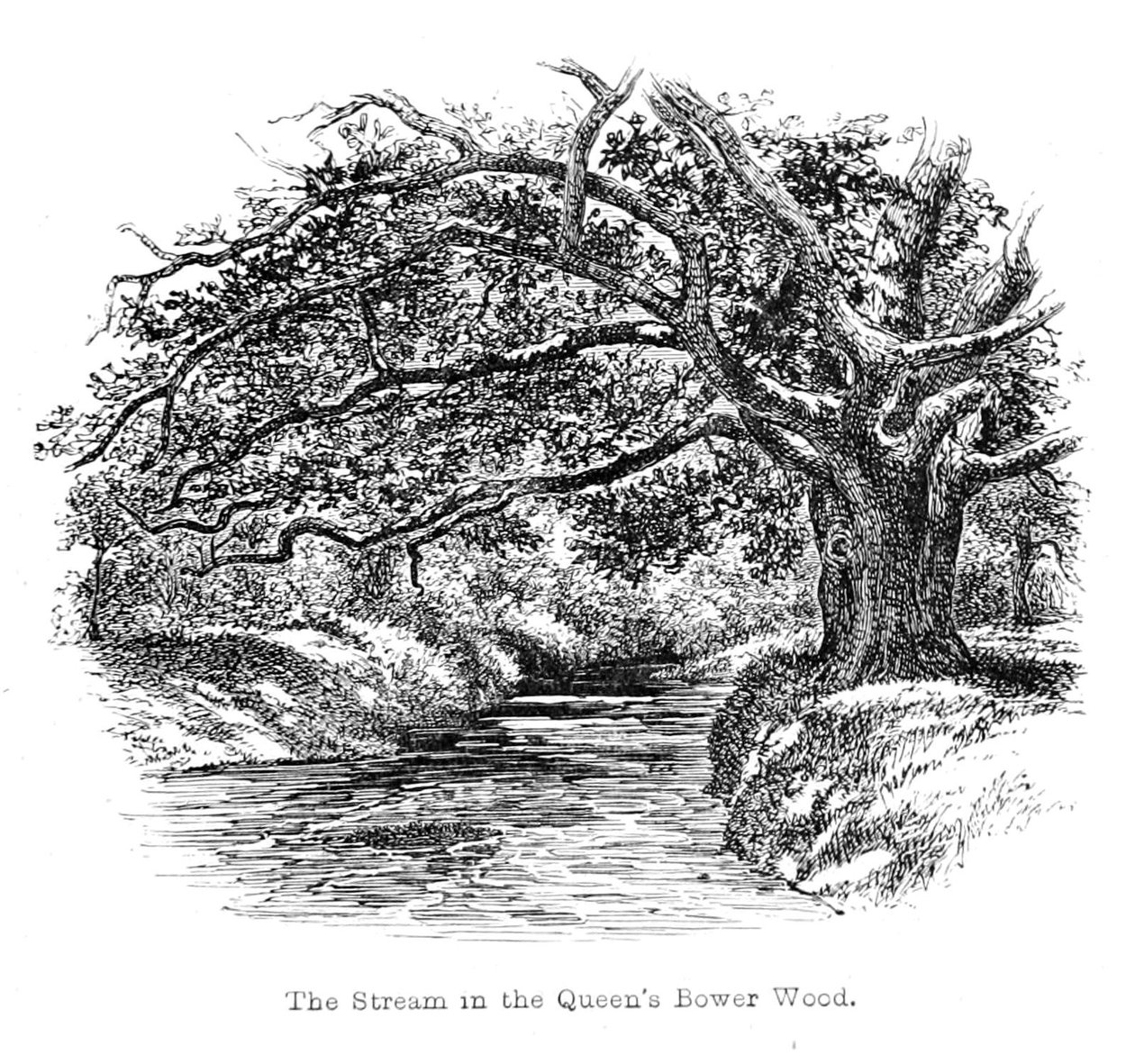 Il Ruscello nel Bosco della Regina Bower da Walter Crane