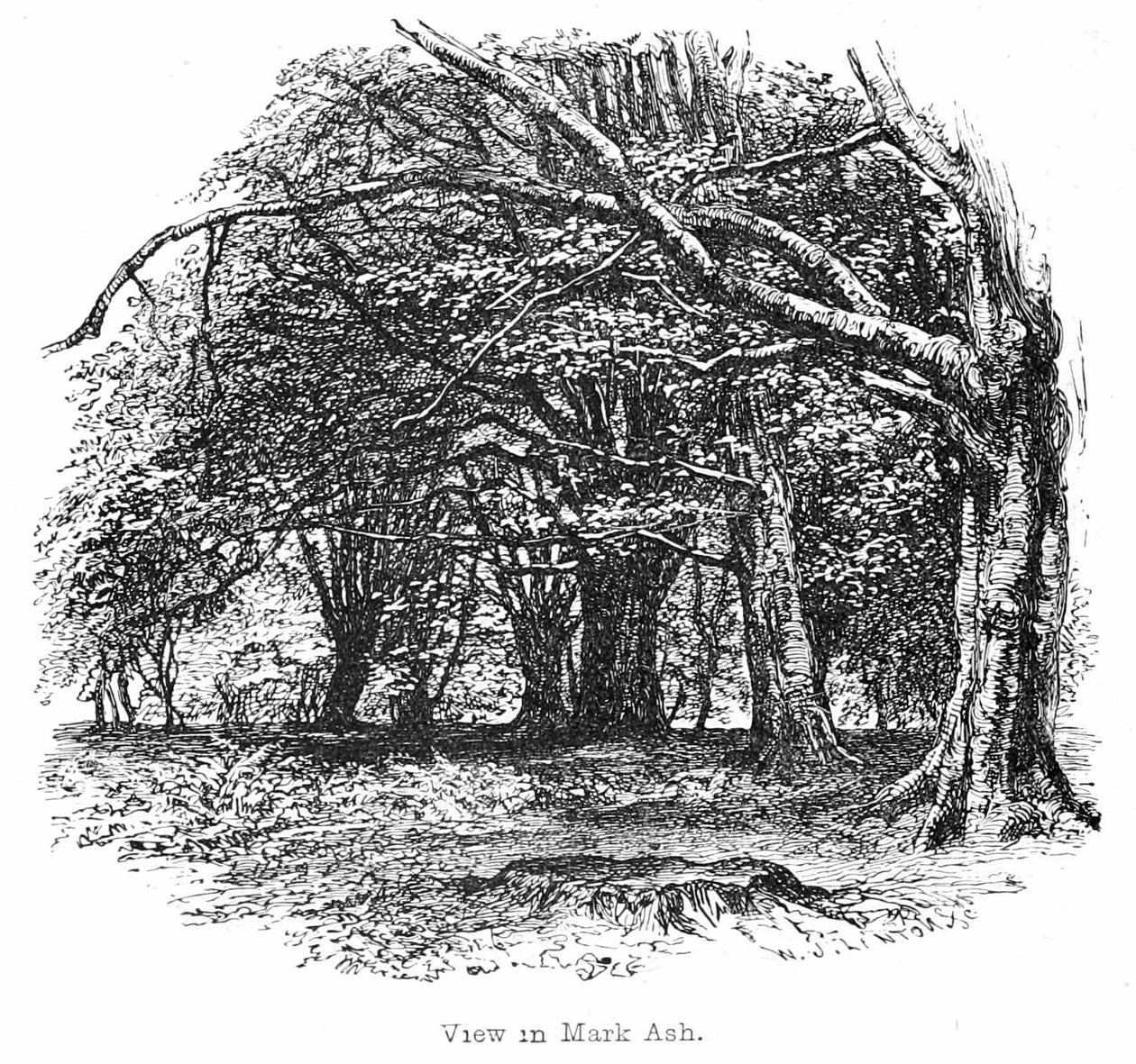 Veduta nel Bosco di Mark Ash da Walter Crane