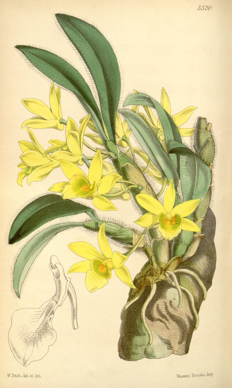 Illustrazione di Dendrobium senile da Walter Hood Fitch