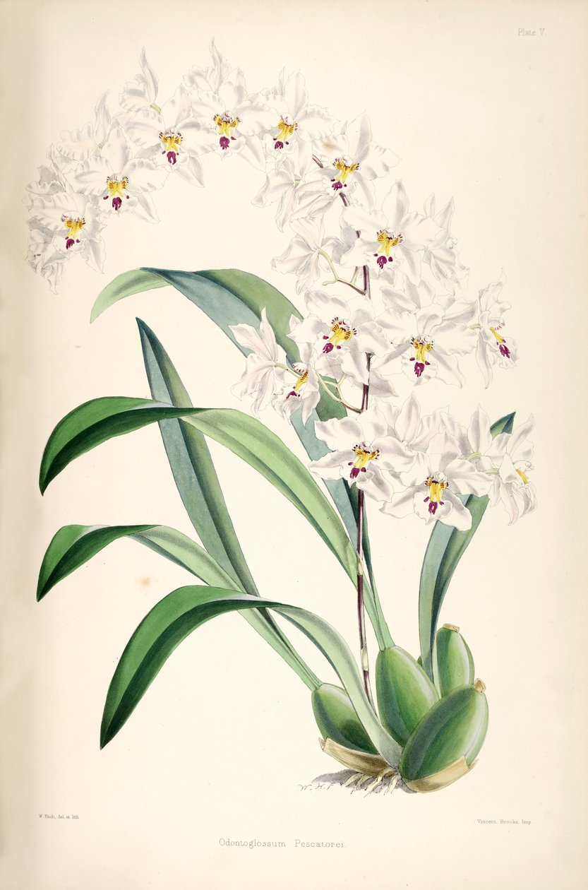 Illustrazione di Odontoglossum nobile (come sin. Odontoglossum pescatorei) da James Bateman