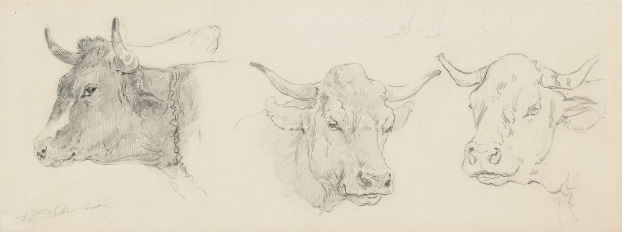 Studio di bovini per la tosatura delle pecore, 1872-77 da Walter Shirlaw