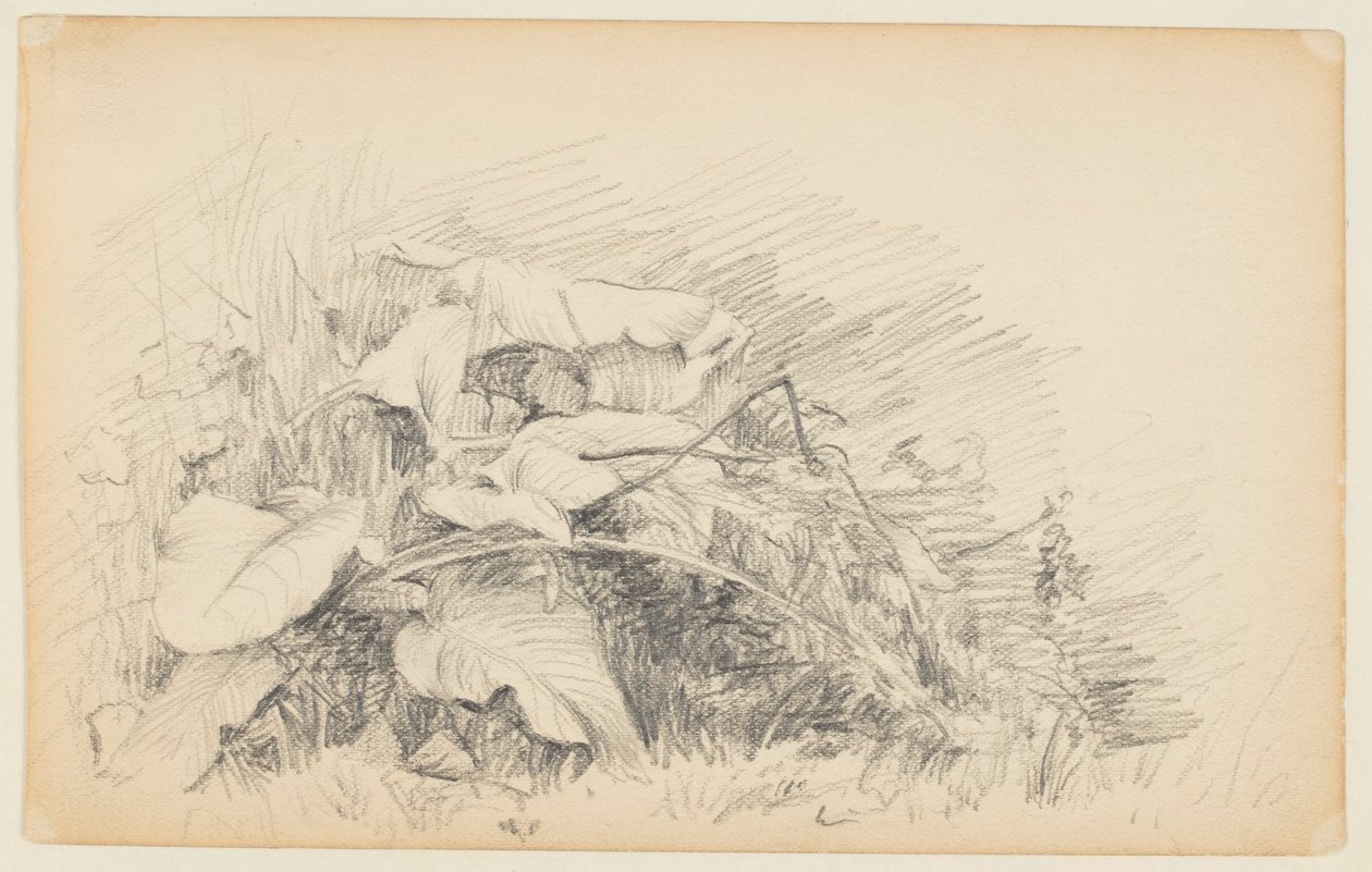 Studio di erba e piante da Walter Clark