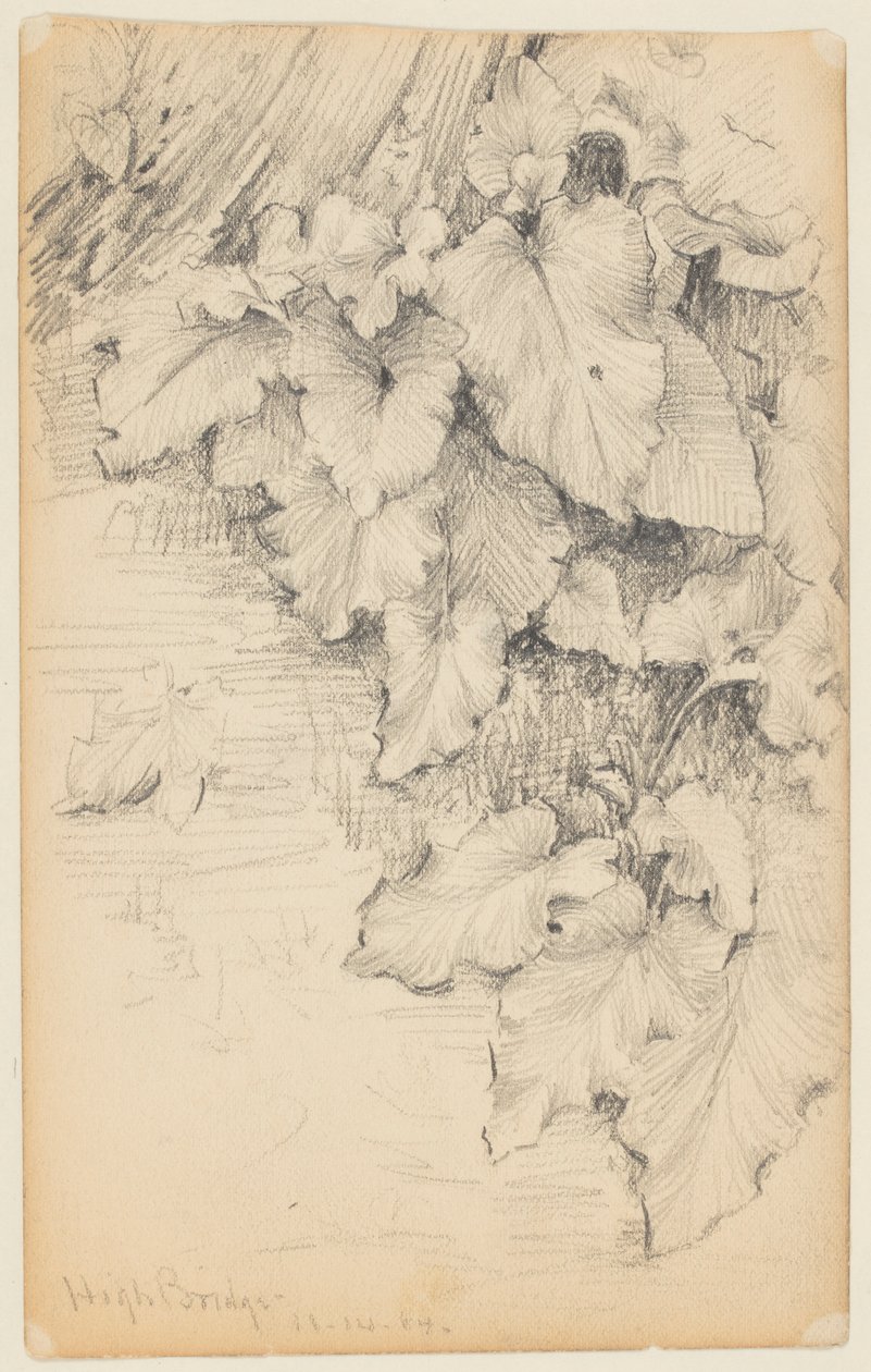 Studio di piante al bordo dell