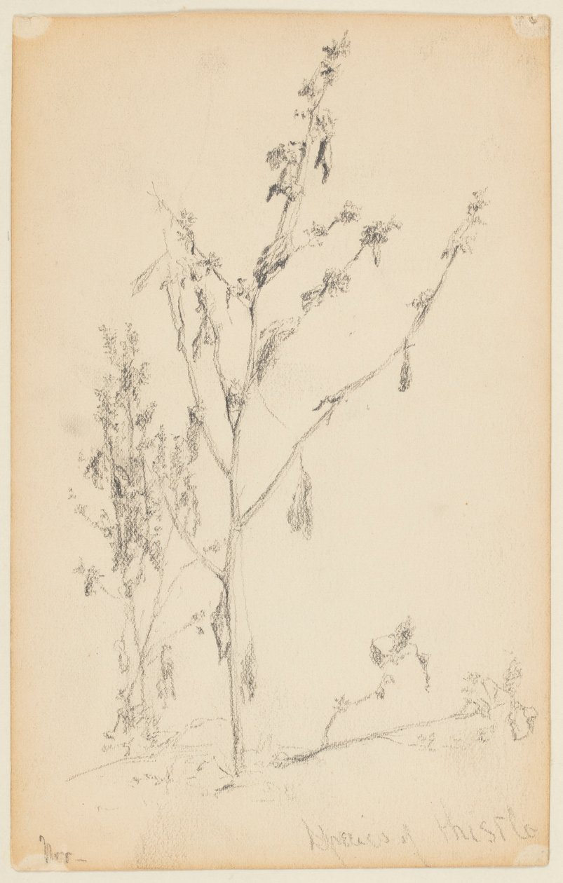 Studio di cardi da Walter Clark
