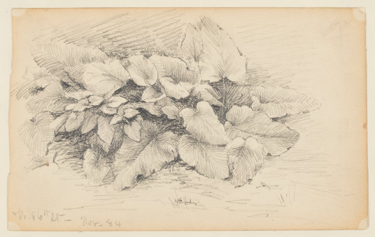 Studio di una Pianta, West 86th Street da Walter Clark