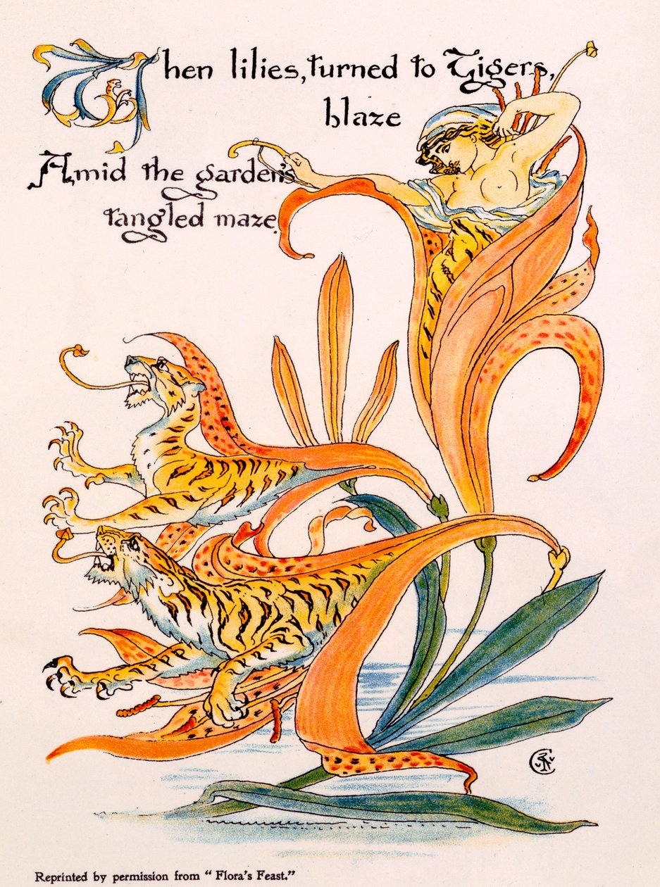 Gigli tigrati, illustrazione da 
