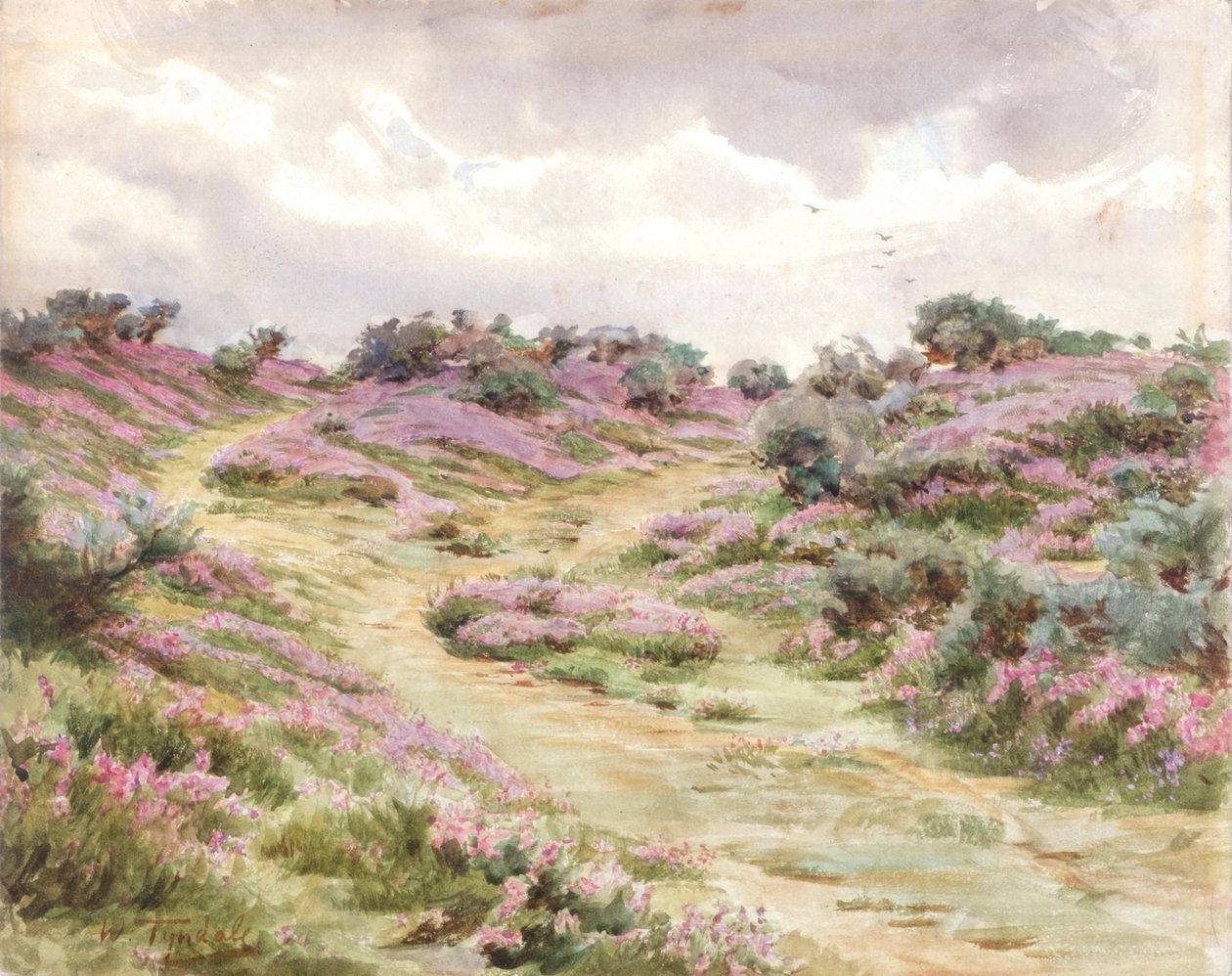 Erica campanula su Setley Plain (acquerello) da Walter Frederick Roofe Tyndale